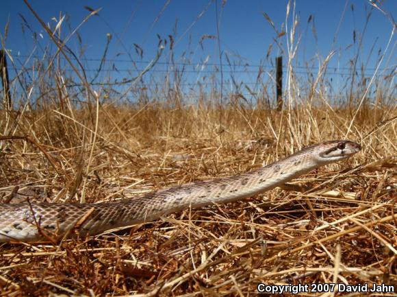 California Glossy Snake (Arizona elegans occidentalis)