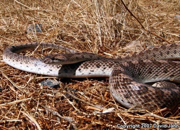 California Glossy Snake (Arizona elegans occidentalis)