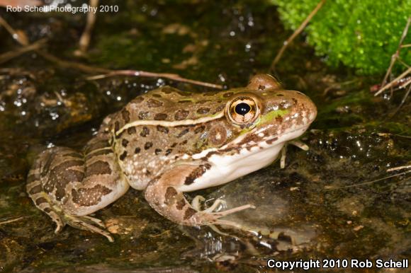 Chiricahua Leopard Frog (Lithobates chiricahuensis)