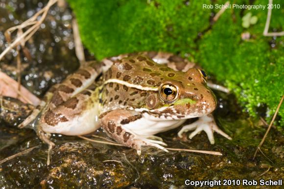 Chiricahua Leopard Frog (Lithobates chiricahuensis)