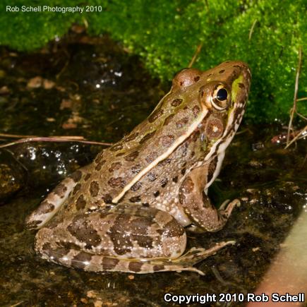 Chiricahua Leopard Frog (Lithobates chiricahuensis)