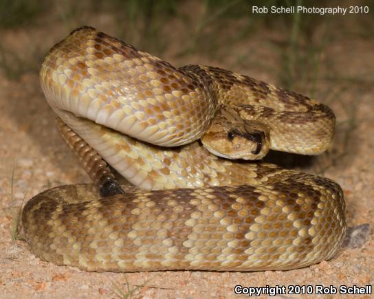 Black-tailed Rattlesnake (Crotalus molossus)