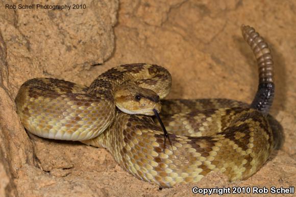 Black-tailed Rattlesnake (Crotalus molossus)