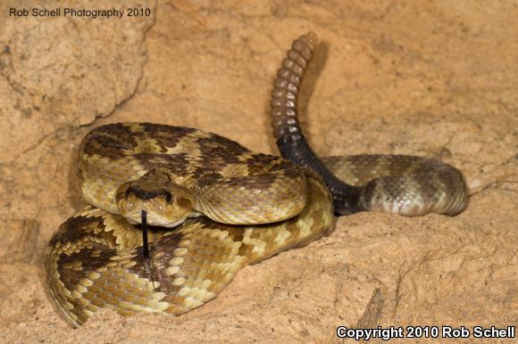 Black-tailed Rattlesnake (Crotalus molossus)