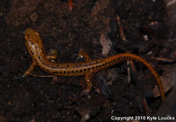 Long-tailed Salamander (Eurycea longicauda longicauda)