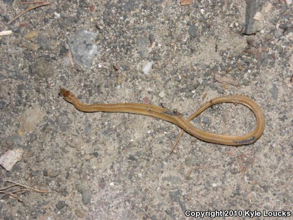 Northern Brownsnake (Storeria dekayi dekayi)