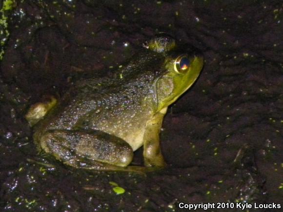 American Bullfrog (Lithobates catesbeianus)