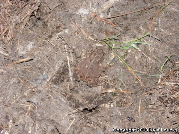 Eastern American Toad (Anaxyrus americanus americanus)