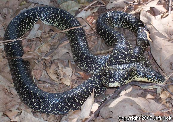 Speckled Kingsnake (Lampropeltis getula holbrooki)