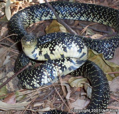 Speckled Kingsnake (Lampropeltis getula holbrooki)