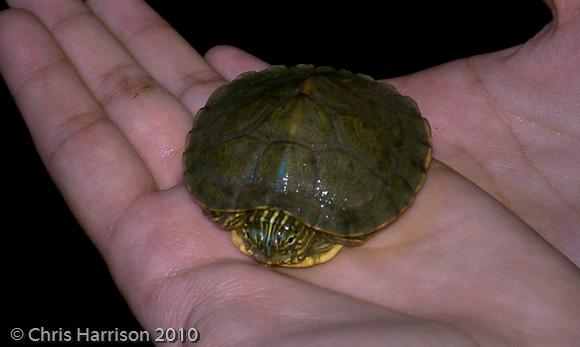 Texas Cooter (Pseudemys texana)