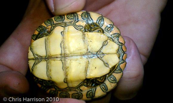 Texas Cooter (Pseudemys texana)