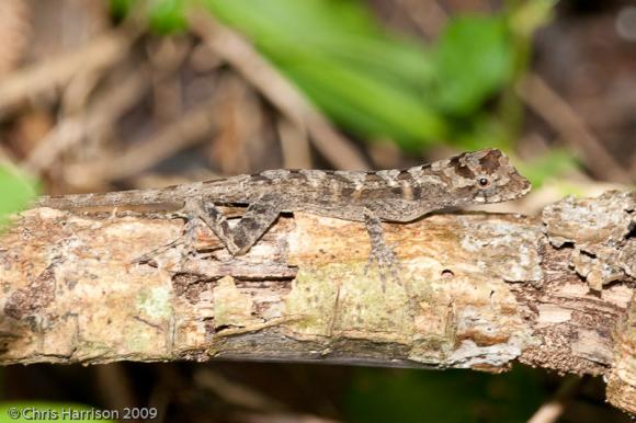 Central American Ghost Anole (Anolis lemurinus lemurinus)