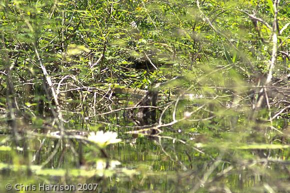 Central American Indigo Snake (Drymarchon melanurus melanurus)