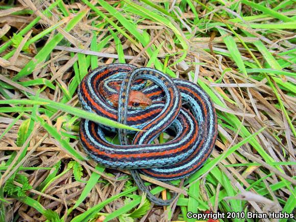 San Francisco Gartersnake (Thamnophis sirtalis tetrataenia)