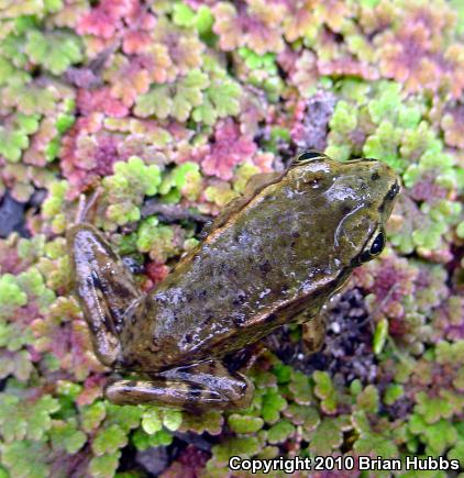 California Red-legged Frog (Rana draytonii)