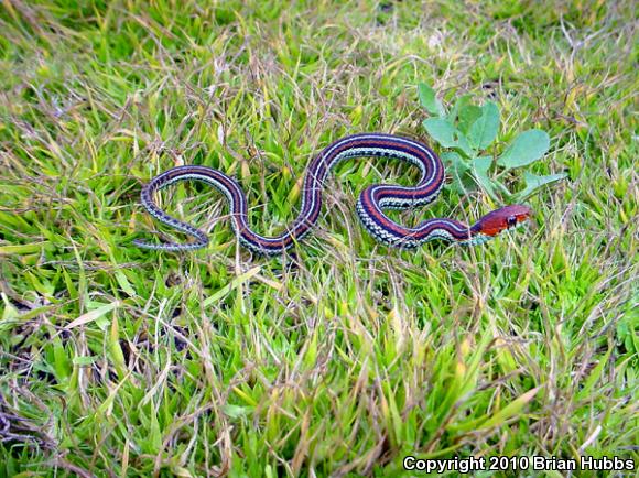 San Francisco Gartersnake (Thamnophis sirtalis tetrataenia)