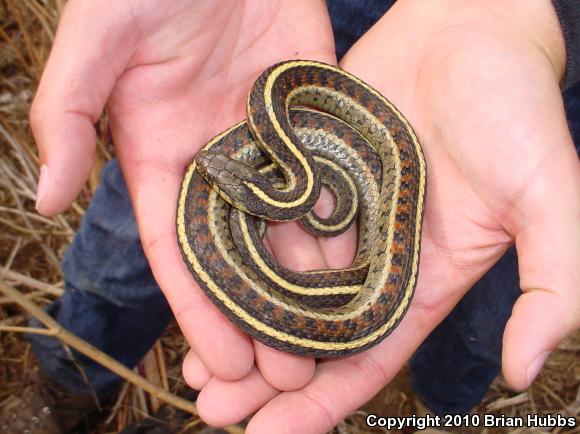 Coast Gartersnake (Thamnophis elegans terrestris)