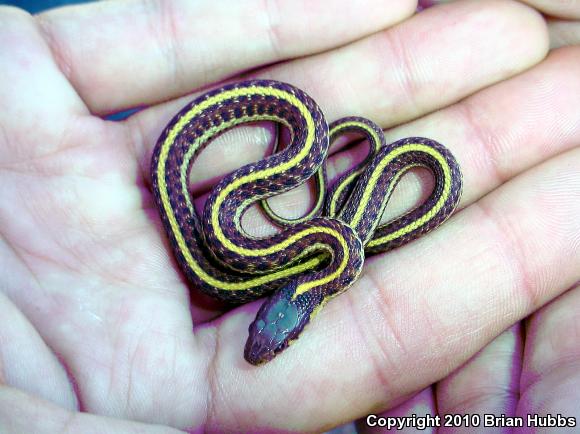 Coast Gartersnake (Thamnophis elegans terrestris)