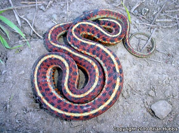 Coast Gartersnake (Thamnophis elegans terrestris)