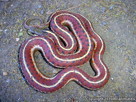 Coast Gartersnake (Thamnophis elegans terrestris)