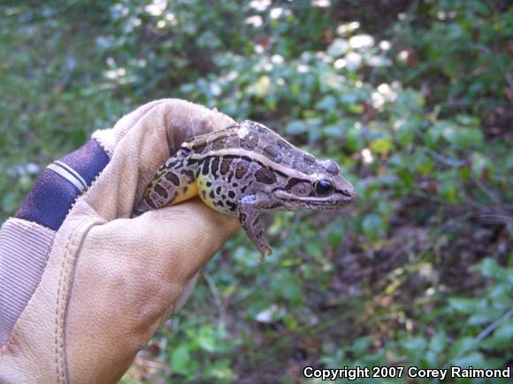 Pickerel Frog (Lithobates palustris)