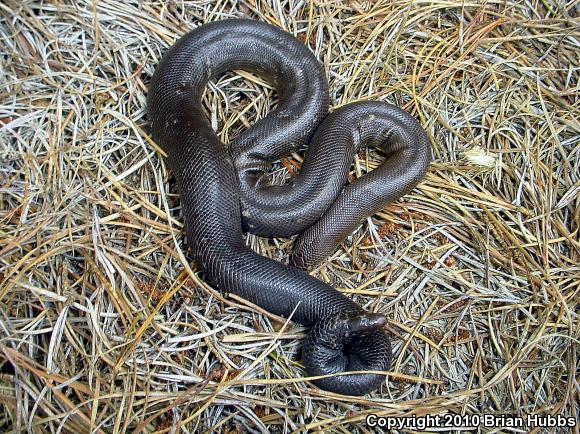 Northern Rubber Boa (Charina bottae)