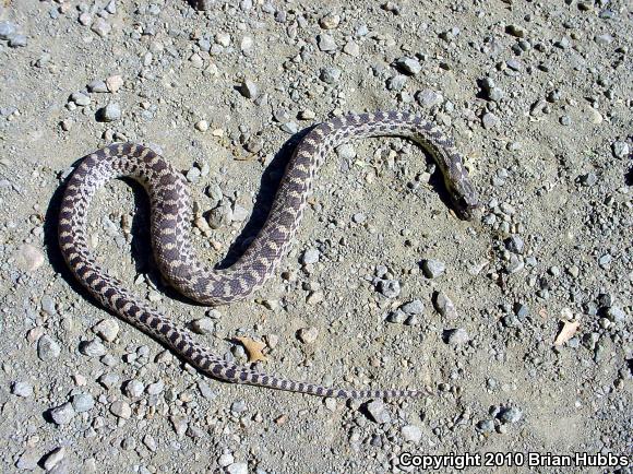 Pacific Gopher Snake (Pituophis catenifer catenifer)