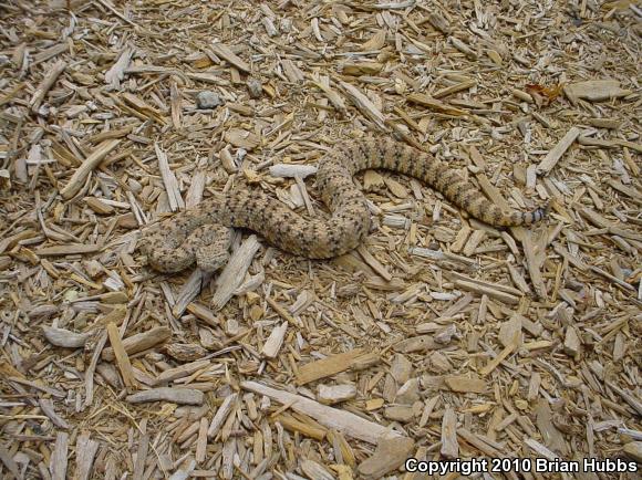 Southwestern Speckled Rattlesnake (Crotalus mitchellii pyrrhus)