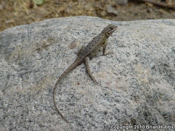 Great Basin Fence Lizard (Sceloporus occidentalis longipes)