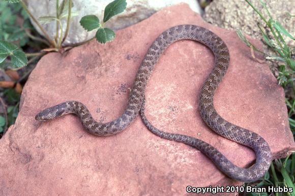 San Diego Nightsnake (Hypsiglena ochrorhyncha klauberi)