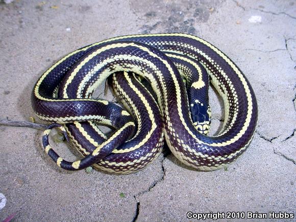 California Kingsnake (Lampropeltis getula californiae)