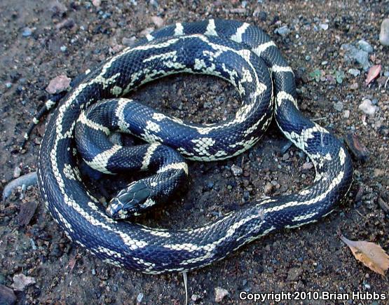 California Kingsnake (Lampropeltis getula californiae)