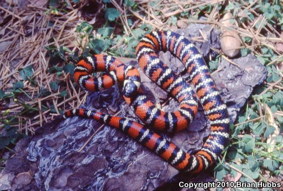 San Diego Mountain Kingsnake (Lampropeltis zonata pulchra)