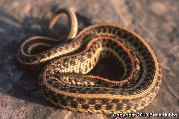 Plains Gartersnake (Thamnophis radix)