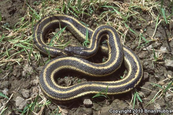 Giant Gartersnake (Thamnophis gigas)