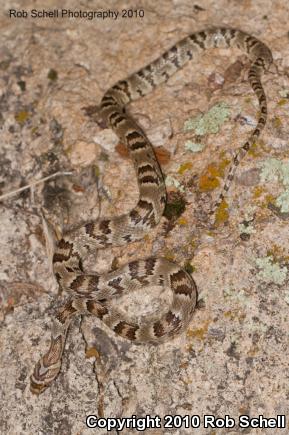 Sonoran Lyresnake (Trimorphodon biscutatus lambda)