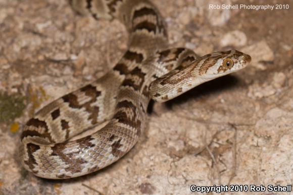 Sonoran Lyresnake (Trimorphodon biscutatus lambda)