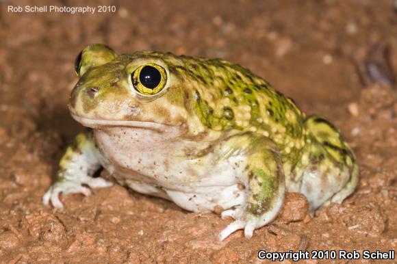 Couch's Spadefoot (Scaphiopus couchii)