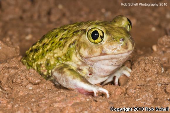 Couch's Spadefoot (Scaphiopus couchii)