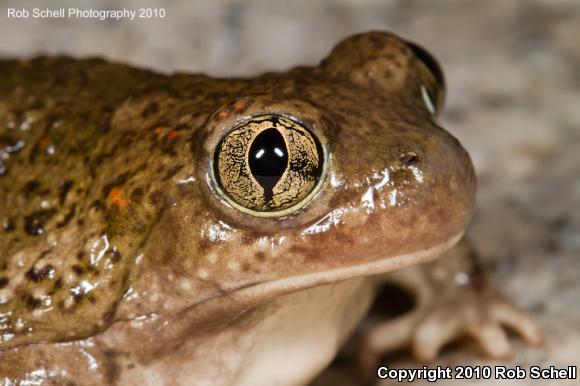 Mexican Spadefoot (Spea multiplicata)