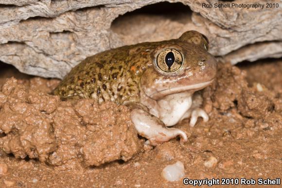 Mexican Spadefoot (Spea multiplicata)