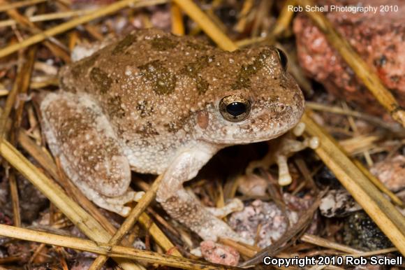 Canyon Treefrog (Hyla arenicolor)