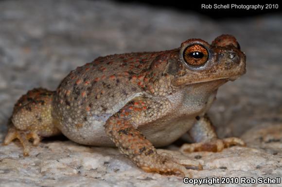 Red-spotted Toad (Anaxyrus punctatus)