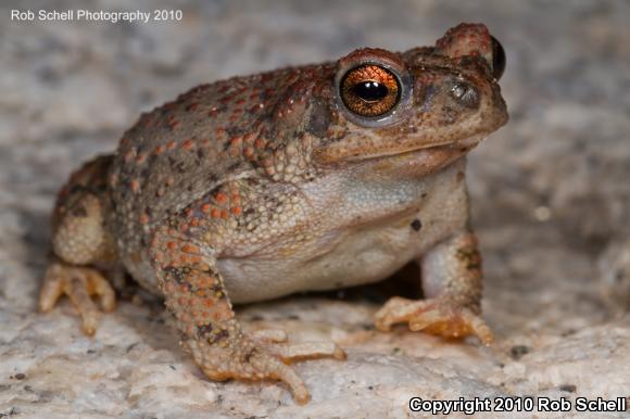 Red-spotted Toad (Anaxyrus punctatus)