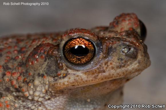 Red-spotted Toad (Anaxyrus punctatus)