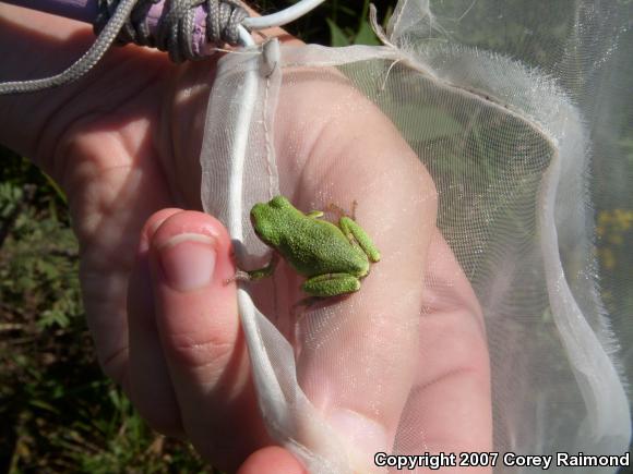 Gray Treefrog (Hyla versicolor)