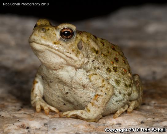 Sonoran Desert Toad (Ollotis alvaria)