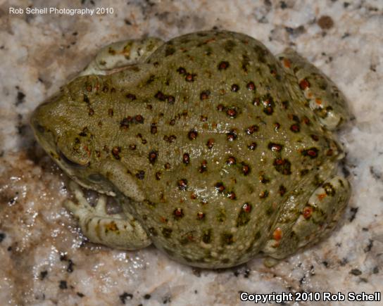 Sonoran Desert Toad (Ollotis alvaria)