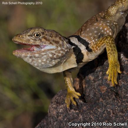 Sonoran Collared Lizard (Crotaphytus nebrius)